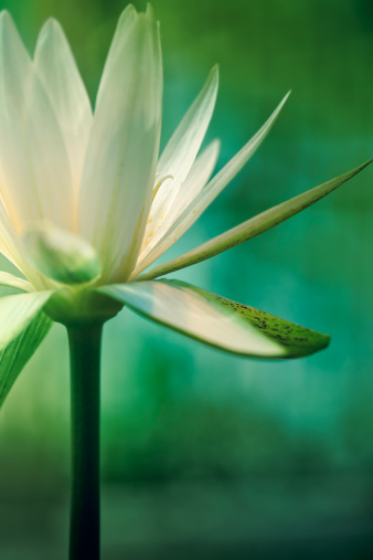 Lotus flower in bloom, shallow depth of field.