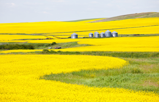 A canola or rapeseed field on the prairie. Alberta, Canada. A beautiful landscape image of classic agricultural scene on the prairies near Drumheller in Central Alberta. A nice curve or leading line adds to this composition, which features grain storage bins in the central part of the scene. Nobody is in the image, which as taken in July, which is when most of the canola goes to bloom in this part of Canada. 
