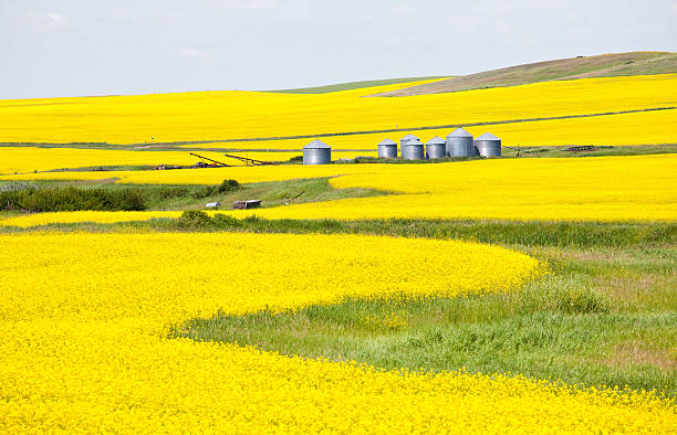 Canola Field in Alberta A canola or rapeseed field on the prairie. Alberta, Canada. A beautiful landscape image of classic agricultural scene on the prairies near Drumheller in Central Alberta. A nice curve or leading line adds to this composition, which features grain storage bins in the central part of the scene. Nobody is in the image, which as taken in July, which is when most of the canola goes to bloom in this part of Canada.  drumheller stock pictures, royalty-free photos & images