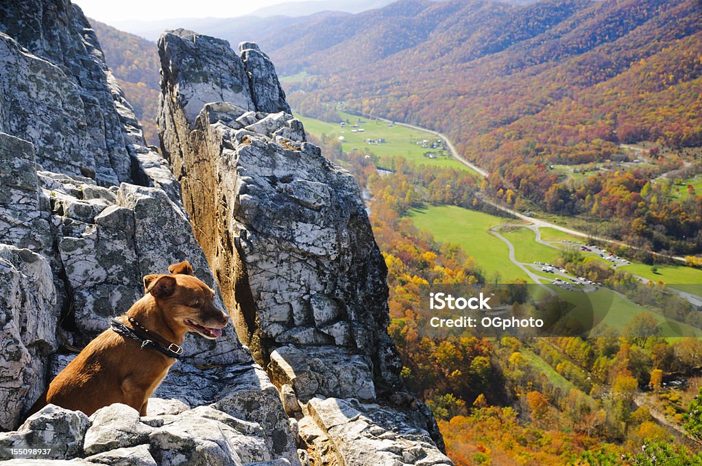 ��小型犬は、秋の眺めを一望できます。 - 犬のロイヤリティフリーストックフォト