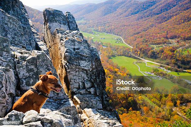 小型犬は秋の眺めを一望できます - 犬のストックフォトや画像を多数ご用意 - 犬, ウェストバージニア州, 小さい