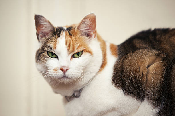 Mean Looking Cat Cat looking very mean. cruel stock pictures, royalty-free photos & images