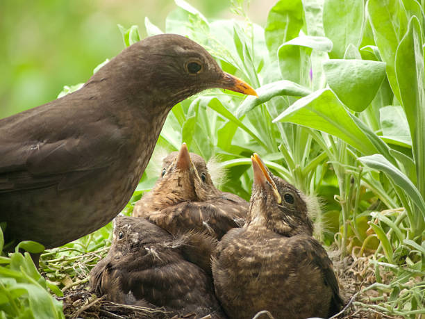 istock cute blackbird babies - 13 days old 155099142