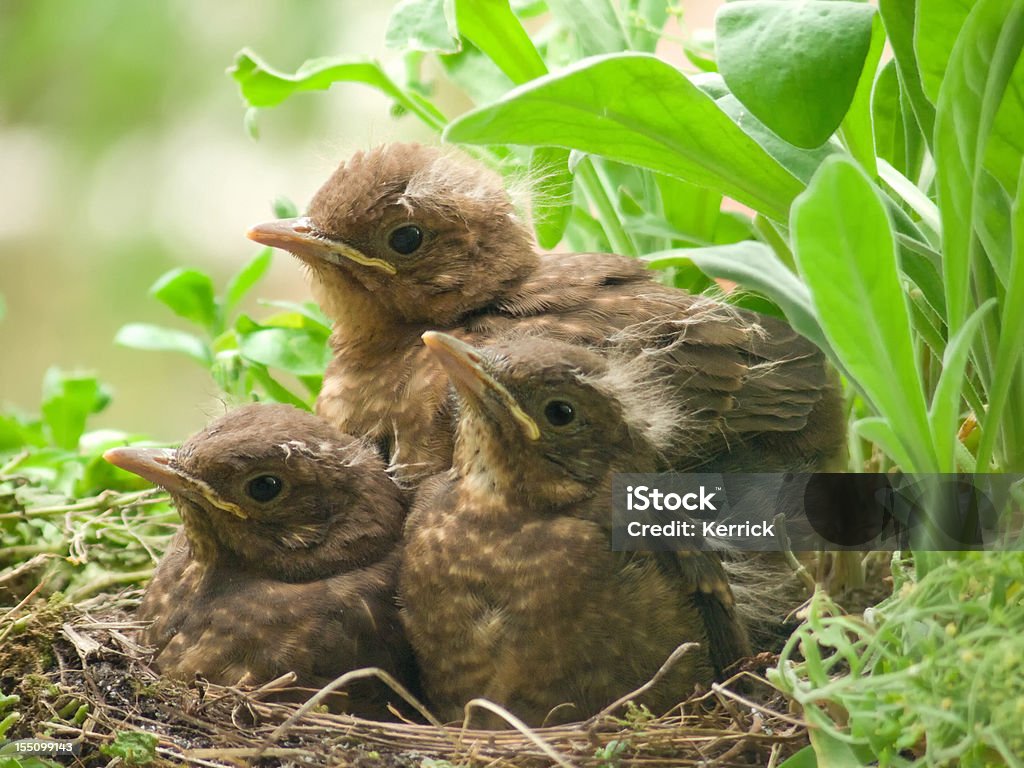 Süße blackbird Babys – 13 Tage alt - Lizenzfrei Amsel Stock-Foto