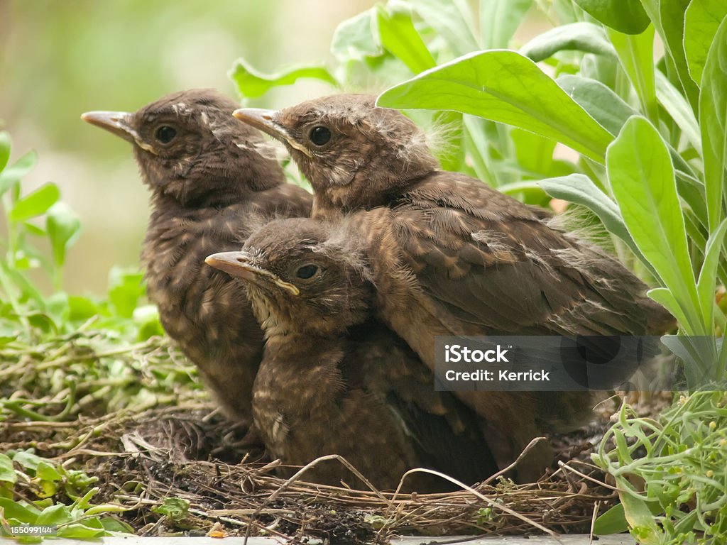 Süße blackbird Babys – 13 Tage alt - Lizenzfrei Amsel Stock-Foto