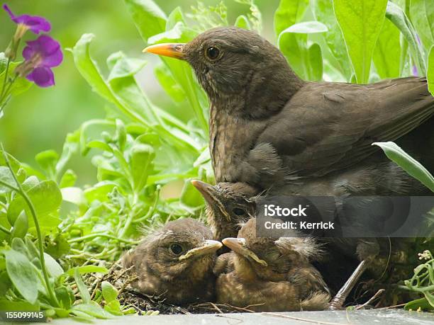 Motherloveblackbird Babys Und Mütter Stockfoto und mehr Bilder von Amsel - Amsel, Blatt - Pflanzenbestandteile, Farbbild