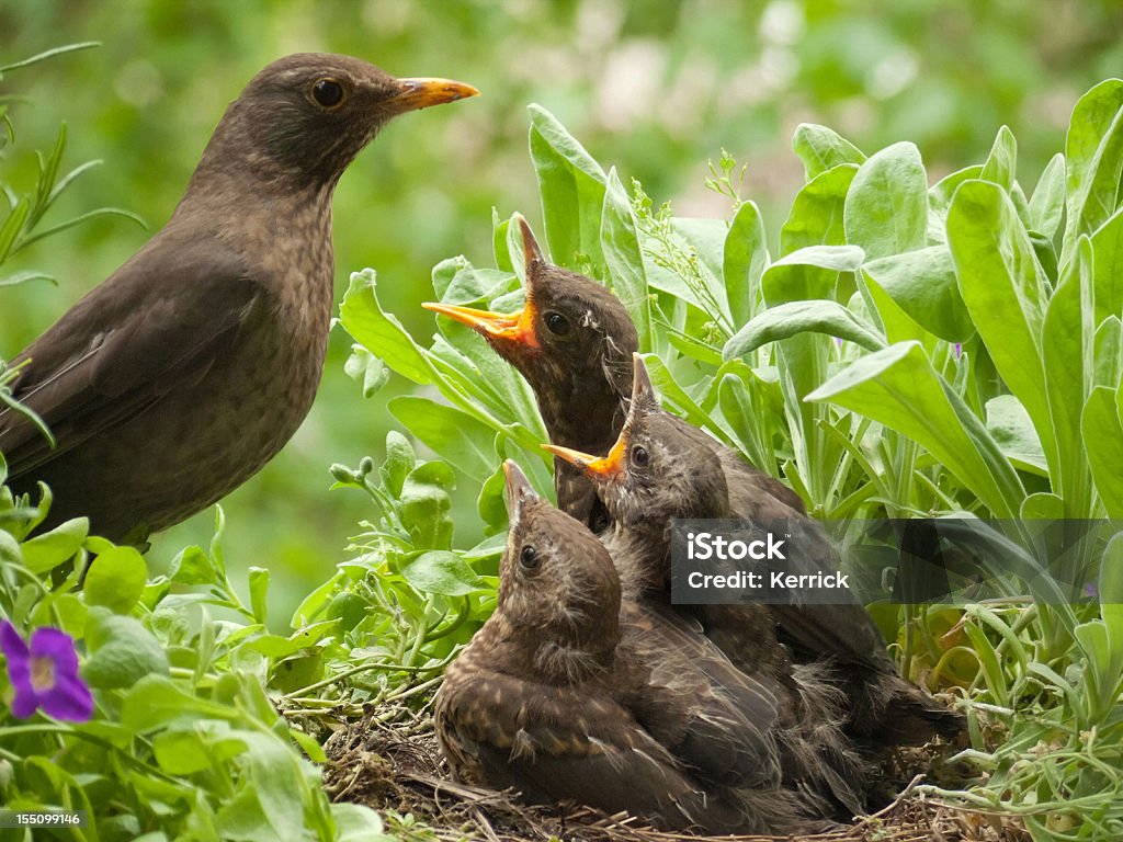 blackbird Babys 13 Tage alt und Mutter im nest - Lizenzfrei Amsel Stock-Foto