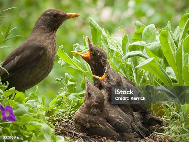 Blackbird Babys 13 Tage Alt Und Mutter Im Nest Stockfoto und mehr Bilder von Amsel - Amsel, Blatt - Pflanzenbestandteile, Farbbild