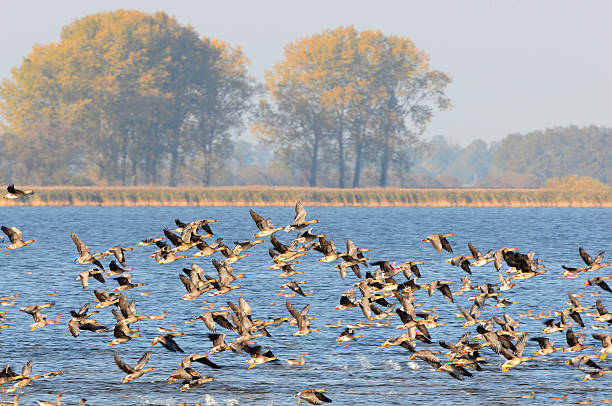 stormo di oca selvatica durante la migrazione autunno al lago (germania) - vogelzug foto e immagini stock