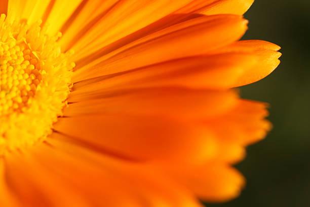 calendula officinalis - pot marigold single flower flower flower head foto e immagini stock