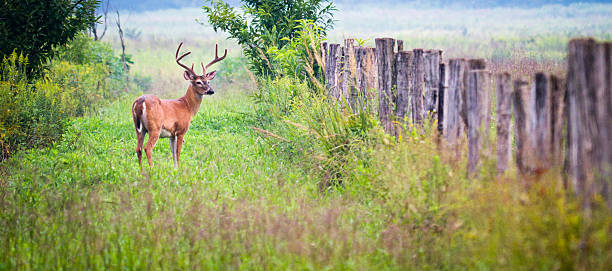 reductor deer en cades cove área de la cadena montañosa smoky mountains - great smoky mountains national park animal antler stag fotografías e imágenes de stock