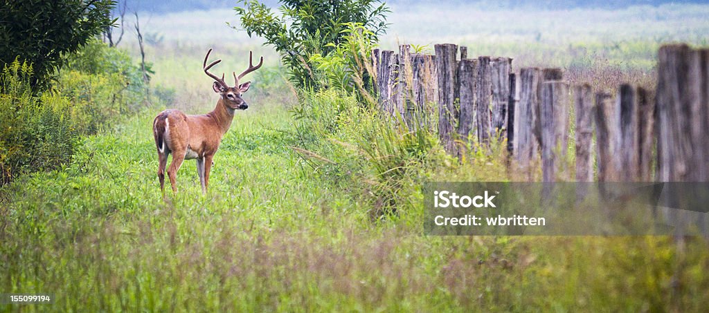 Buck le cerf de Cades Cove région des Smoky Mountains - Photo de Famille du cerf libre de droits