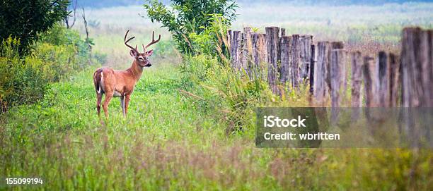 Photo libre de droit de Buck Le Cerf De Cades Cove Région Des Smoky Mountains banque d'images et plus d'images libres de droit de Famille du cerf