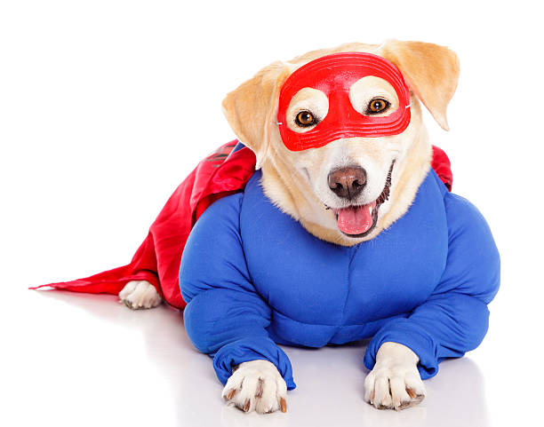 スーパーヒーロー犬 - dog tail shaking retriever ストックフォトと画像