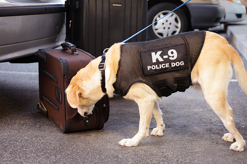 An explosives and drug-sniffing police dog investigating luggage behind a car.