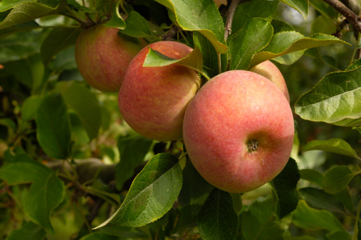 Close-up of fuji apples ripening on an apple tree on a Central California farm.