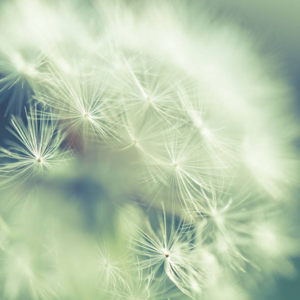 istock Close up of white dandelion seeds 155099275