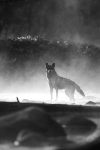 Morning mist and early sun silohuette a gray wolf in Northern Minnesota. (Canis Lupus)