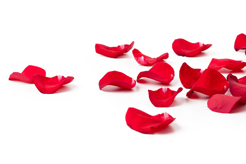 A single, withered red rose lay on a pristine white background.