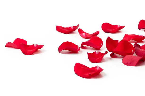 Photo of Laying down Rose petals