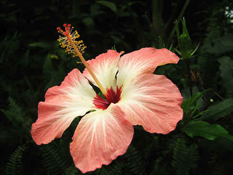 Hibiscus rosa-sinensis L. is called in common name Shoe flower or Hawaiian hibiscus that is Queen of Tropic flower
