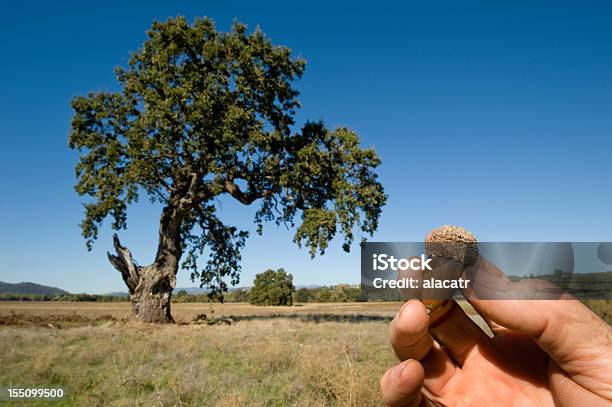 Albero Di Quercia E Ghianda - Fotografie stock e altre immagini di Ghianda - Ghianda, Albero, Quercia