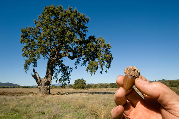 도토리 및 오크 나무 - valley oak 뉴스 사진 이미지