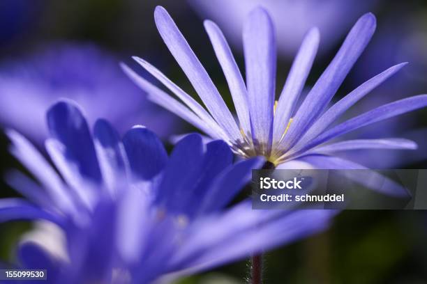 Foto de Anêmonas Do Contraluz e mais fotos de stock de Alto contraste - Alto contraste, Anêmona - Família do Ranúnculo, Azul