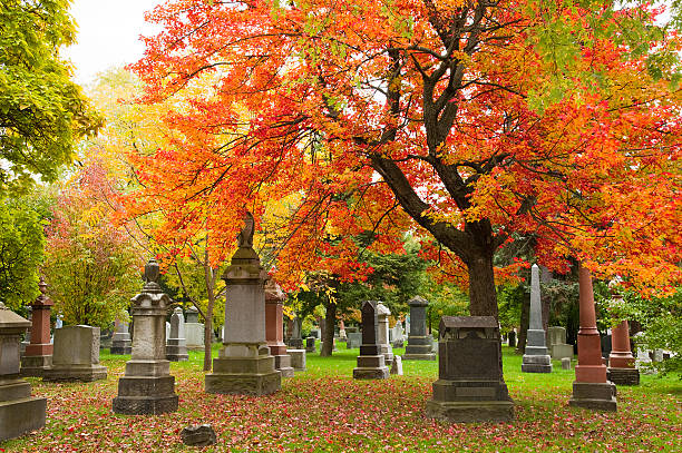 se reposer sous le grand ole maple - vibrant color outdoors tree autumn photos et images de collection