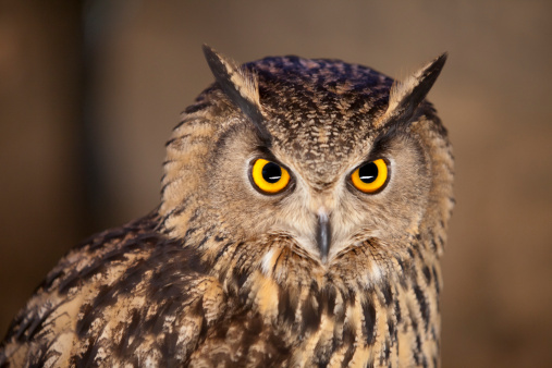A close up of the head and shoulders of an eagle owl.