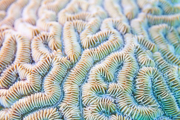 corail cerveau de neptune-diploria labyrinthiformis arrière - nature macro reef animal photos et images de collection