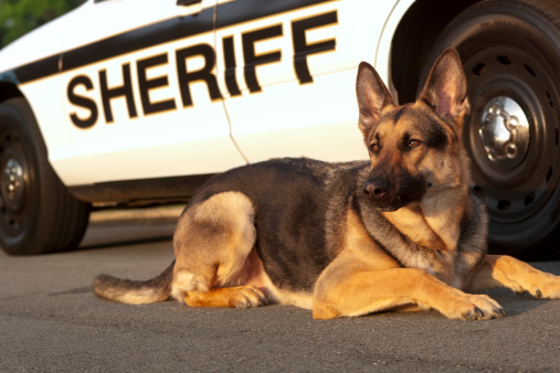 A County Sheriff police dog. 