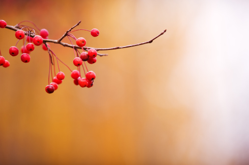 Red berries hanging on branch. Selective focus and shallow depth of field.