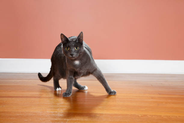 Bull Cat Gray cat crouching on a wood floor in a ready to go stance with his shadow. Selective focus at tip of nose/whiskers. Gray w/white patch on chest and tips of back feet. pics for cat staring at wall stock pictures, royalty-free photos & images