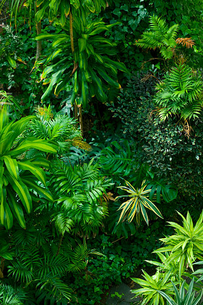 fronda giardino tropicale - tropical rainforest rainforest tropical climate formal garden foto e immagini stock