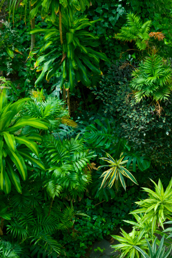 Tropical frond garden from above.