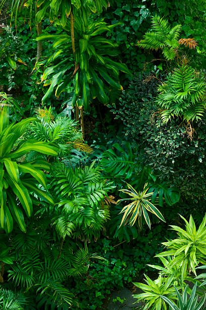 Tropical frond garden stock photo