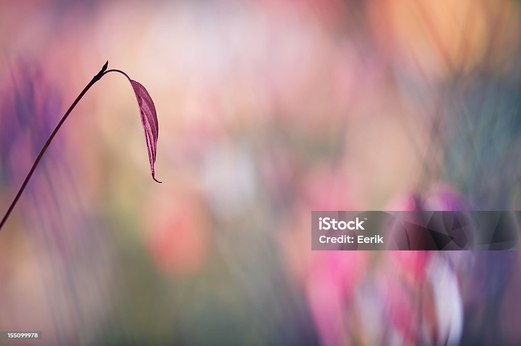 Feuille d'automne - Photo de Automne libre de droits