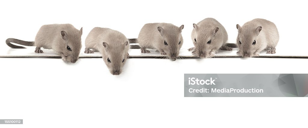 Five mice looking down Five mice on on top of a white board,, looking down. Mouse - Animal Stock Photo