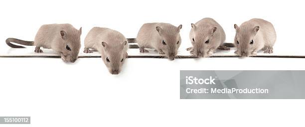 Five Mice Looking Down Stock Photo - Download Image Now - Mouse - Animal, Cut Out, Gerbil