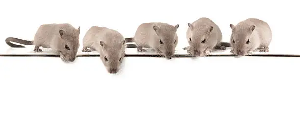 Five mice on on top of a white board,, looking down.