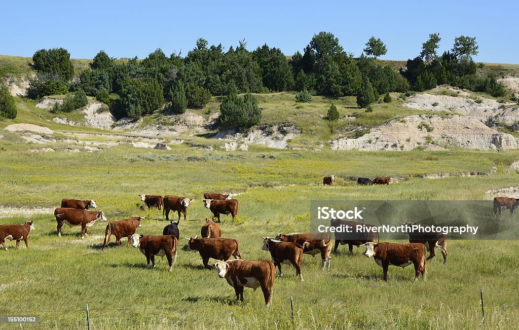 Bestiame, Dakota del Sud - Foto stock royalty-free di Dakota del Sud