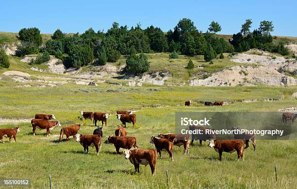 Bestiame Dakota Del Sud - Fotografie stock e altre immagini di Dakota del Sud - Dakota del Sud, Ranch, Bovino