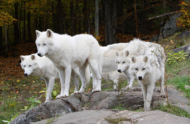 Six Arctic Wolves stock photo