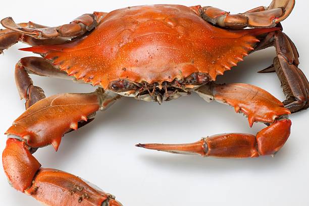 istock Close up of a Chesapeake Bay Blue Crab Cooked 155100174