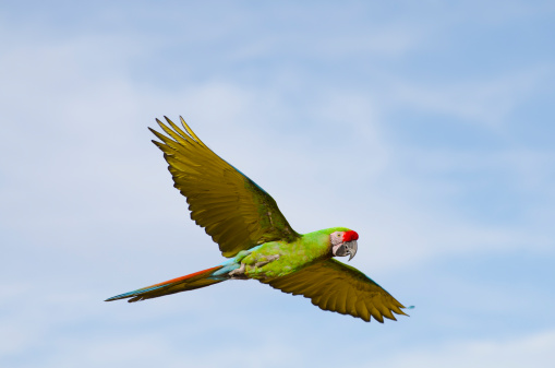 Military macaw, Ara militaris, in flight.