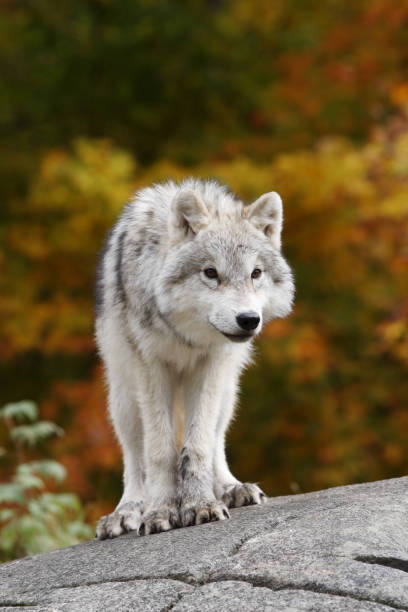 Young Arctic Wolf Cub in Fall stock photo