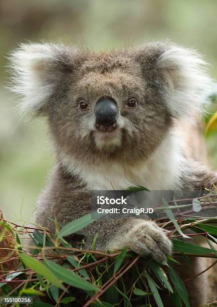 Foto de Coala e mais fotos de stock de Animal - Animal, Animal selvagem, Austrália