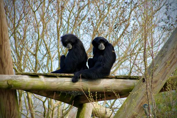 istock Pair of Monkeys on a Bridge 1551007203