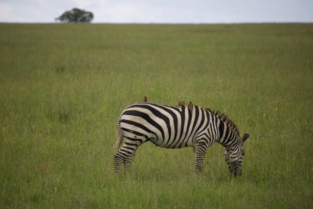 istock A zebra grazes in the Serengeti with a bird on its back 1551007764
